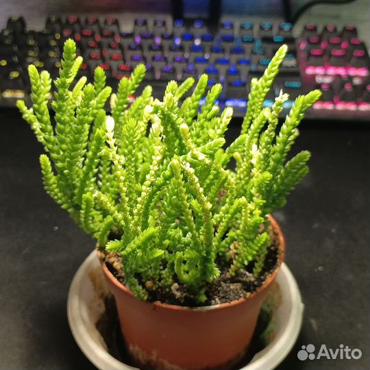 Крассула, седум