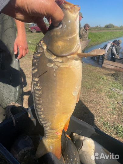 Живая рыба оптом карп