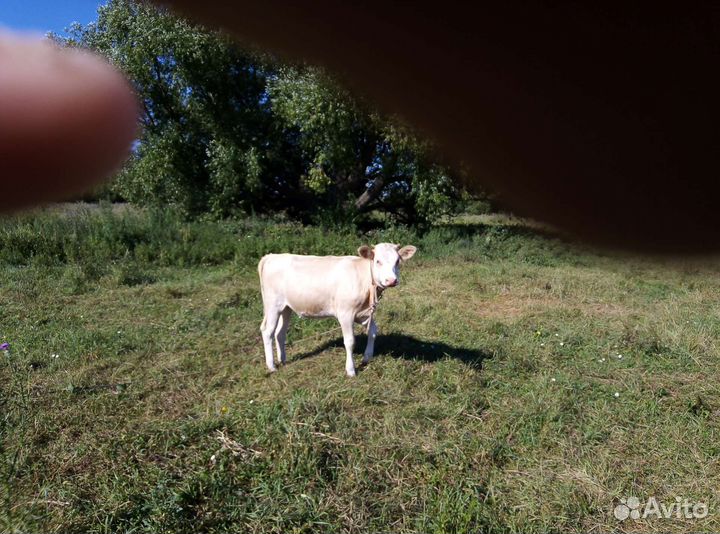 Продаются телята