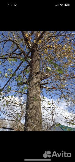 Дуб для слебы