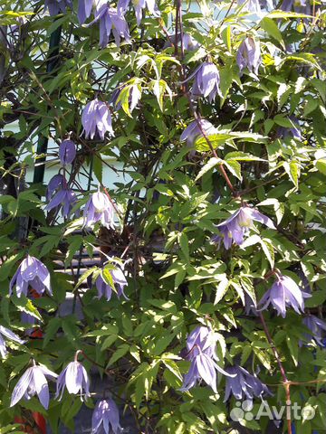 Клематисы княжики купить в Санкт-Петербурге | Товары для дома и дачи ...