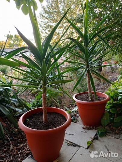 Юкка комнатная