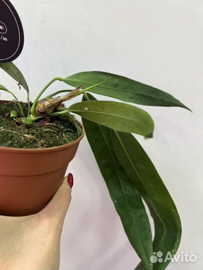 Антуриум Wendlingeri