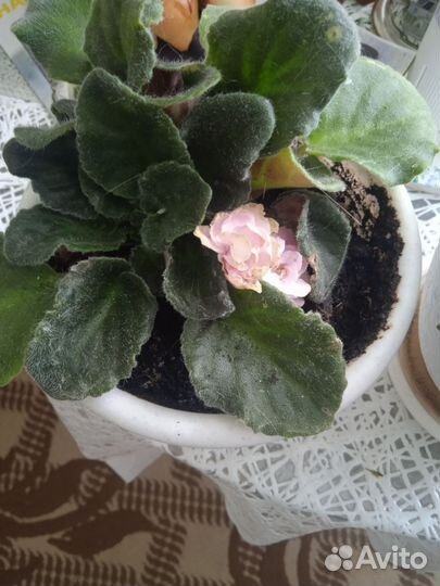 Комнатные цветы