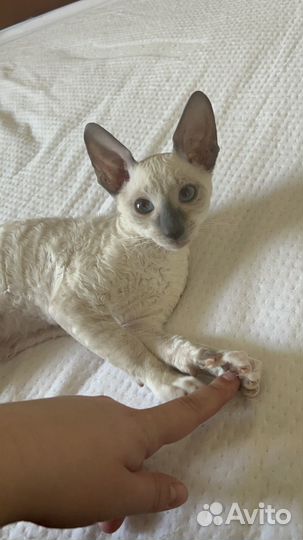 Девочка Корниш-рекс