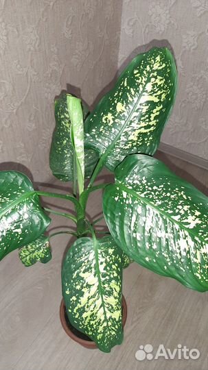 Дифенбахия