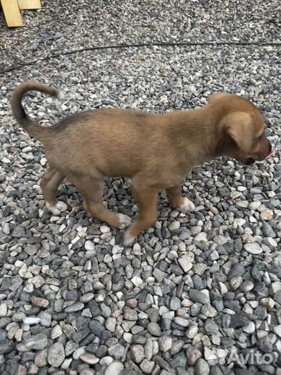 Отдам в добрые руки