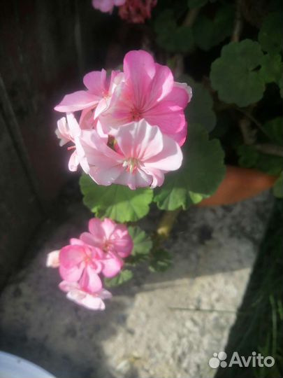 Пеларгония герань