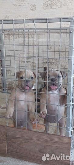 Щенки амбулли