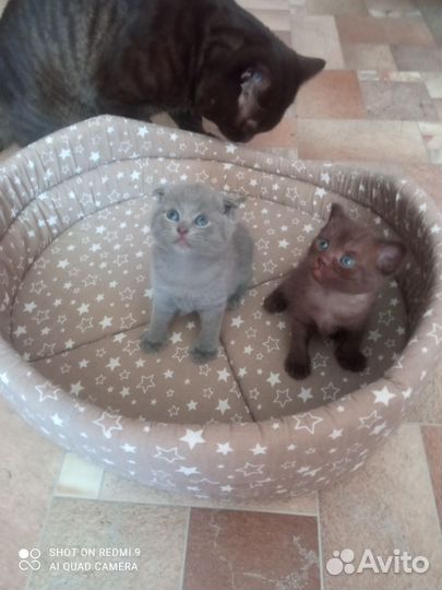 Шотландские котята