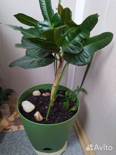 Кодиеум кротон