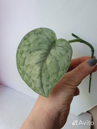 Сциндапсусы, Эпипремнум вайт марбл