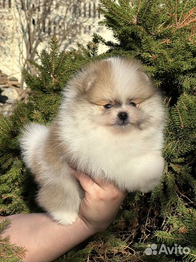 Померанский шпиц мини micro