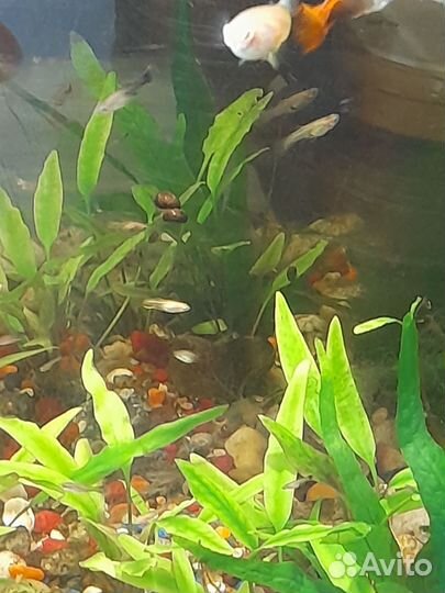 Рыбки гуппи