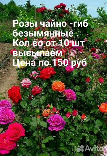 Саженцы роз