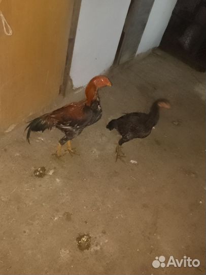 Бойцовые петухи