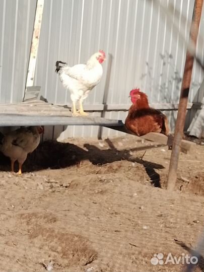 Петухи молодые