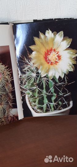 Книга Кактусы / С.Турдиев, Р.Седых, В.Эрихман