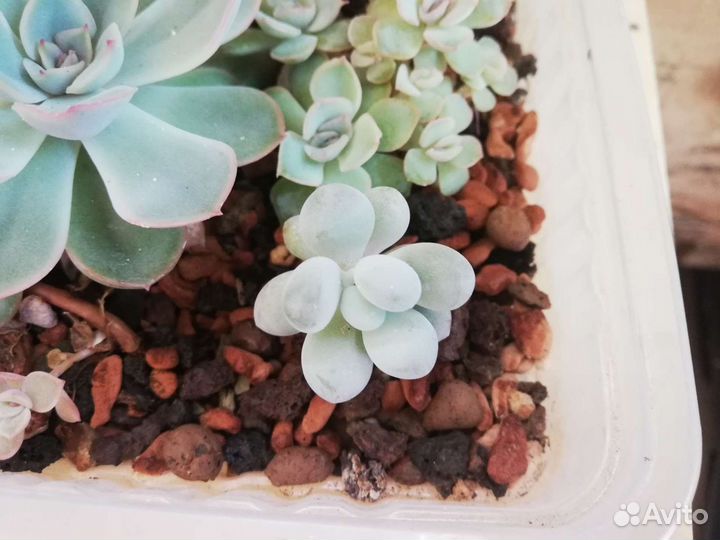 Суккуленты