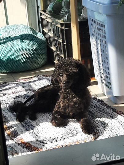 Вязка собак