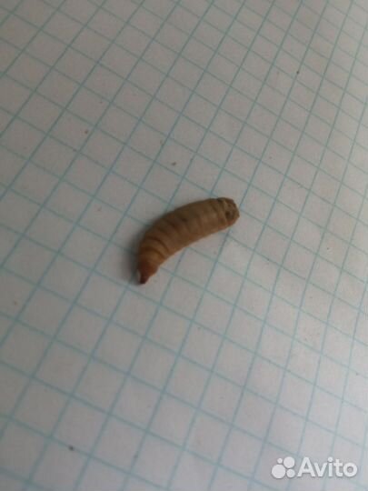 Черная львинка