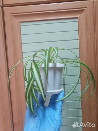 Хлорофитум кучерявый