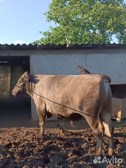 Бык на племя
