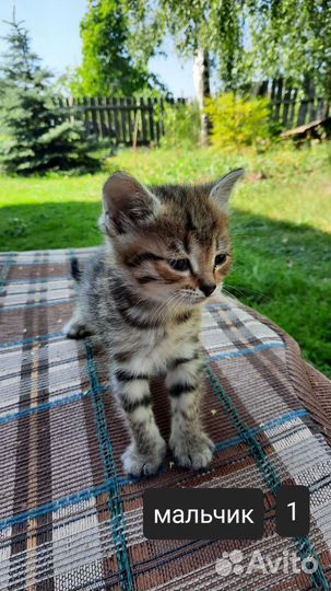 Котята в добрые руки бесплатно