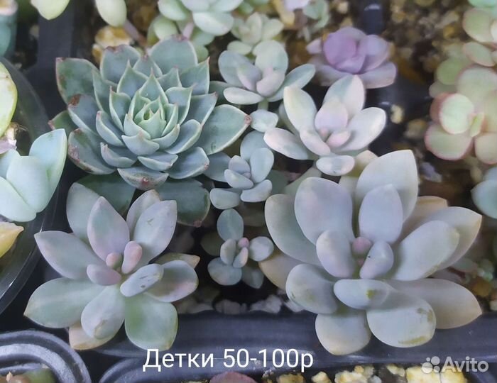 Суккуленты