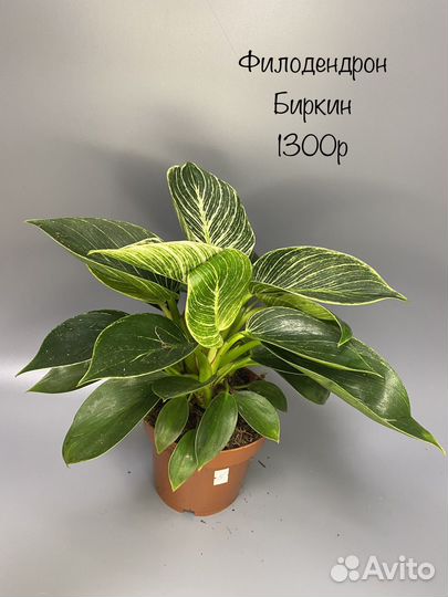 Филодендрон Биркин