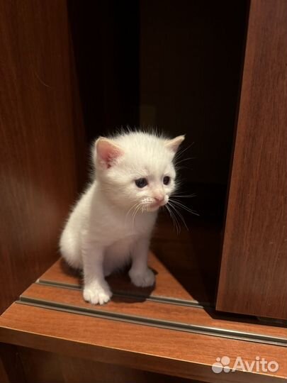 Кошка в дар бесплатно