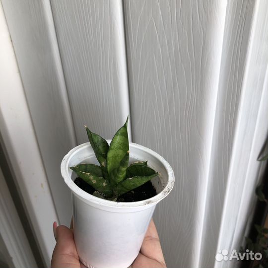 Сансевиерия бонселенсис