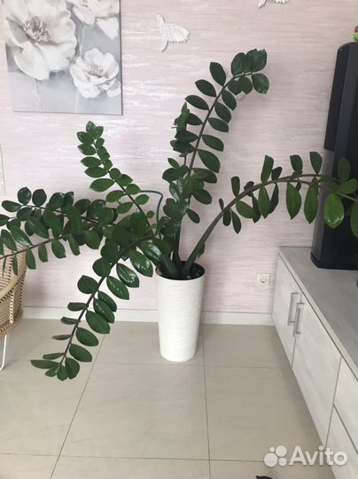 Замиокулькас большой