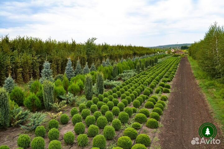Туя шаровидная красивая