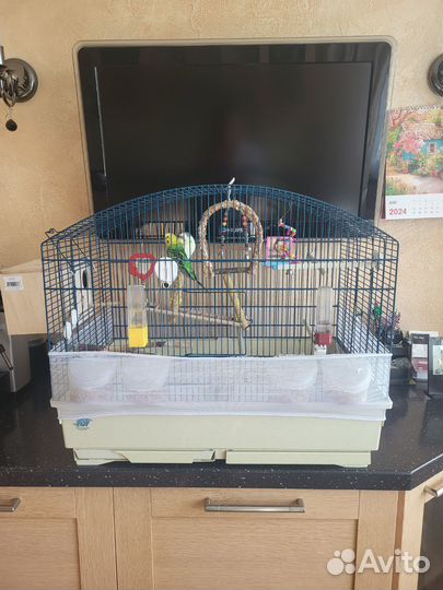 Пара волнистиков с птенцами