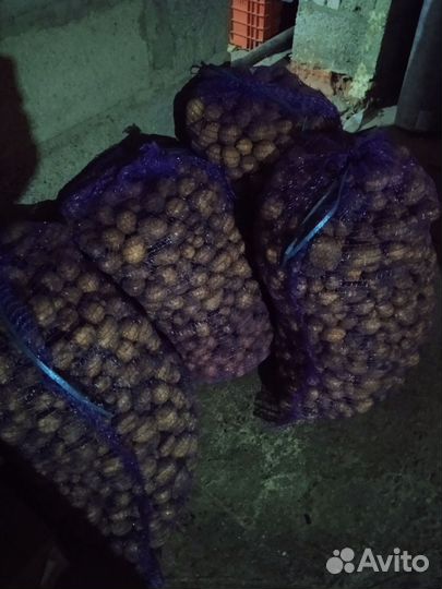 Картофель мелкий на корм скоту