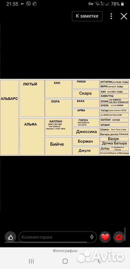Кавказский волкодав