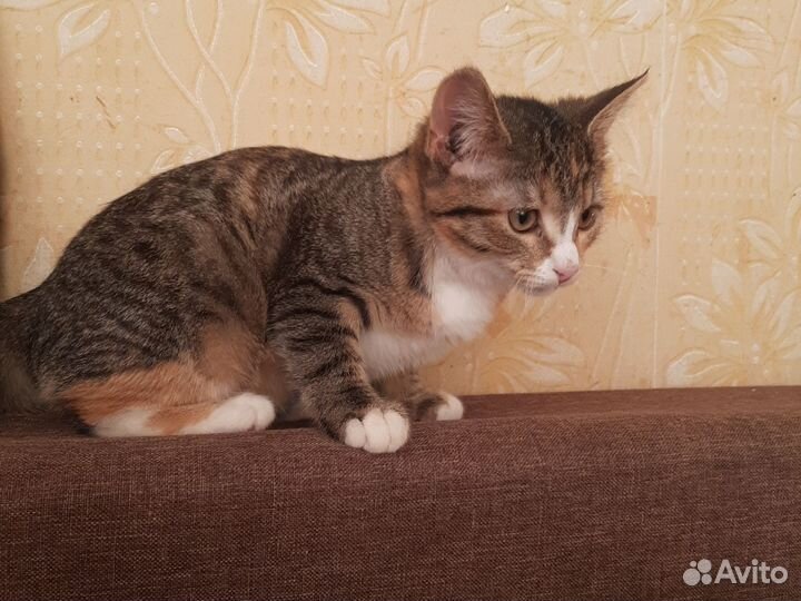 Кошка в дар бесплатно