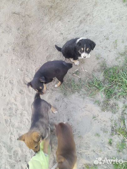Щенки дворь