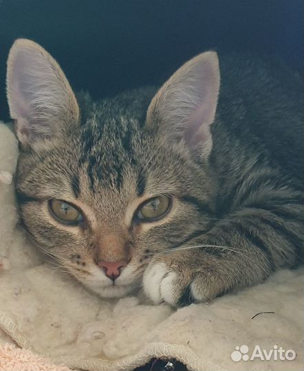 Отдам котёнка в заботливые добрые руки