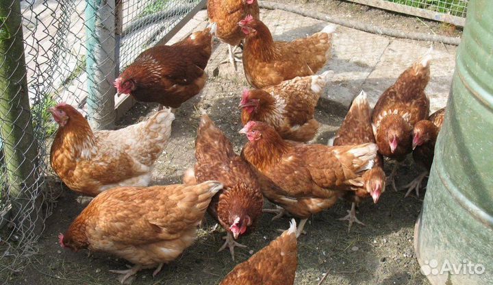 Куры Несушки
