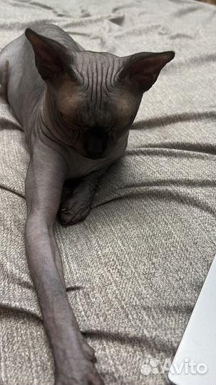 Канадский сфинкс