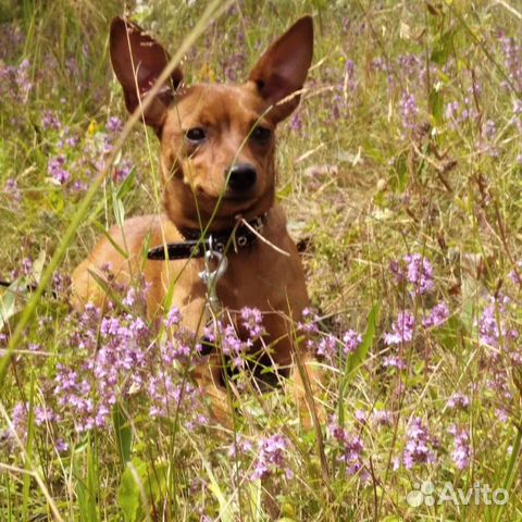 Питомцы рославля