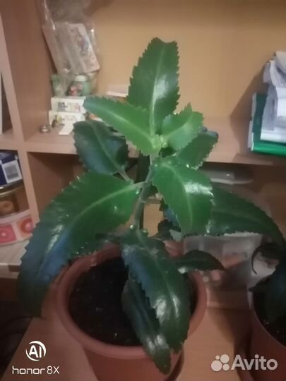 Каланхоэ лечебный