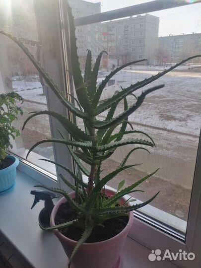 Алоэ лечебный