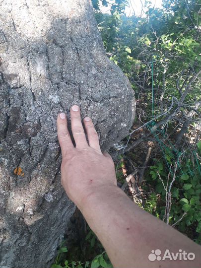 Кап сувель, дубовый