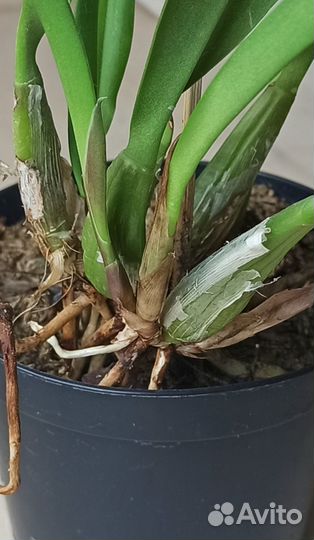 LC. Santa Barbara sanset