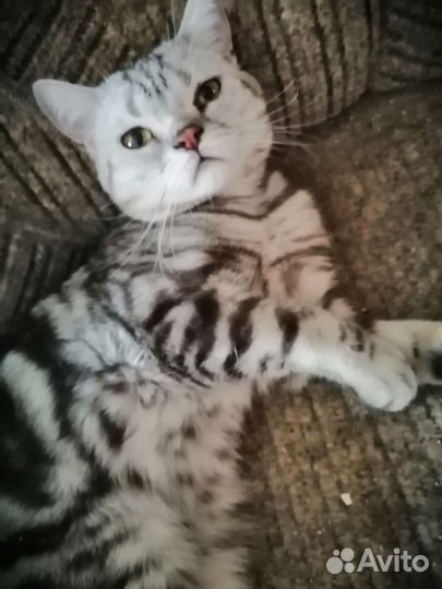 Британские котята короткошерстные