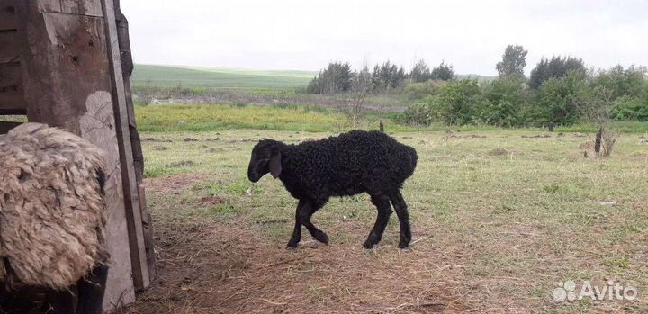 Эдельбаевский баранчик на племя,обмен на ярок