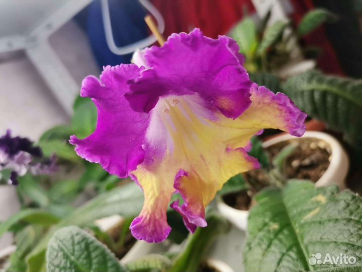 Стрептокарпус